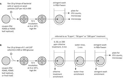 Leaf Surface Topography Contributes to the Ability of Escherichia coli on Leafy Greens to Resist Removal by Washing, Escape Disinfection With Chlorine, and Disperse Through Splash